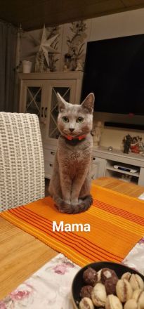 1 reinrassig russisch blau Kitten