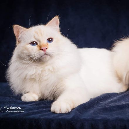 Heilige Birmas von der Waldnaab