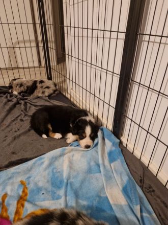 Border Collie Welpen