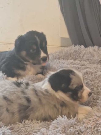 Border Collie Welpen