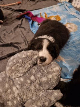 Border Collie Welpen