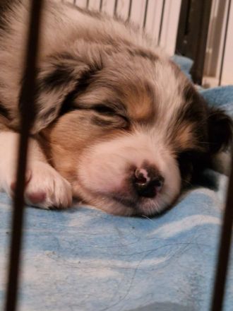 Border Collie Welpen