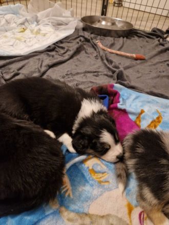 Border Collie Welpen