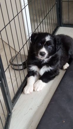 Border Collie Welpen