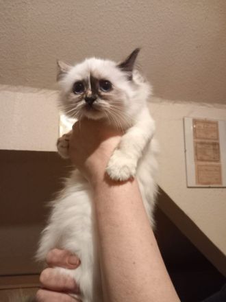 Heilige Birma Kitten mit Stammbaum