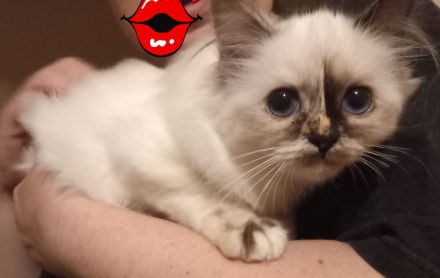 Heilige Birma Kitten mit Stammbaum