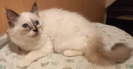 Heilige Birma Kitten mit Stammbaum