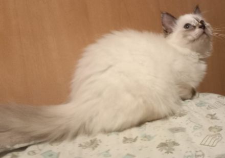 Heilige Birma Kitten mit Stammbaum