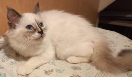 Heilige Birma Kitten mit Stammbaum