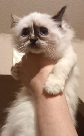 Heilige Birma Kitten mit Stammbaum