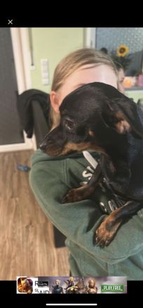 Chihuahua/Dackel Mix "Pablo"