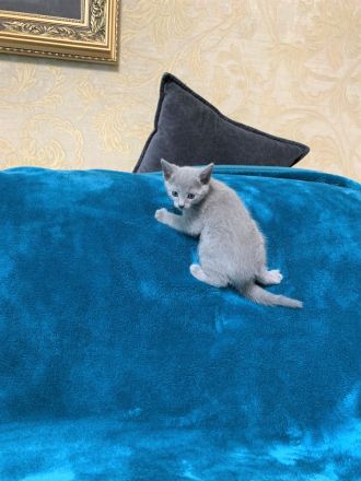 Exzellente reinrassige Russisch Blau Kitten mit Stammbaum