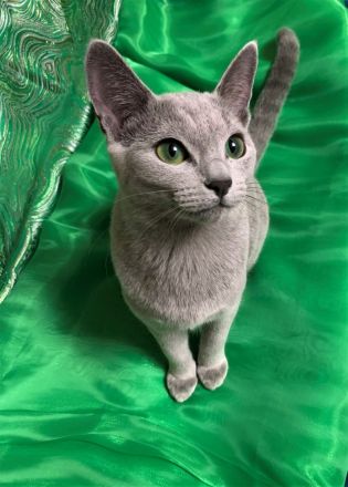 Exzellente reinrassige Russisch Blau Kitten mit Stammbaum