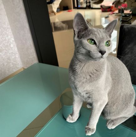 Exzellente reinrassige Russisch Blau Kitten mit Stammbaum