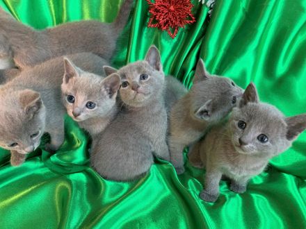 Exzellente reinrassige Russisch Blau Kitten mit Stammbaum