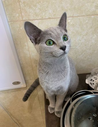 Exzellente reinrassige Russisch Blau Kitten mit Stammbaum