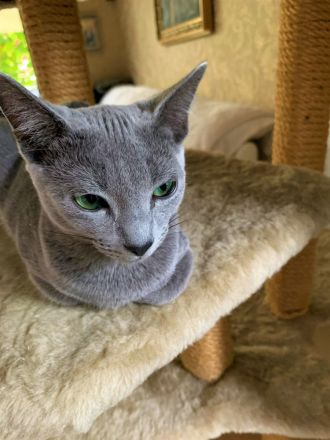 Exzellente reinrassige Russisch Blau Kitten mit Stammbaum