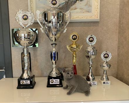 Exzellente reinrassige Russisch Blau Kitten mit Stammbaum