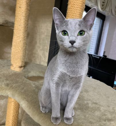 Exzellente reinrassige Russisch Blau Kitten mit Stammbaum