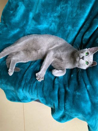 Exzellente reinrassige Russisch Blau Kitten mit Stammbaum