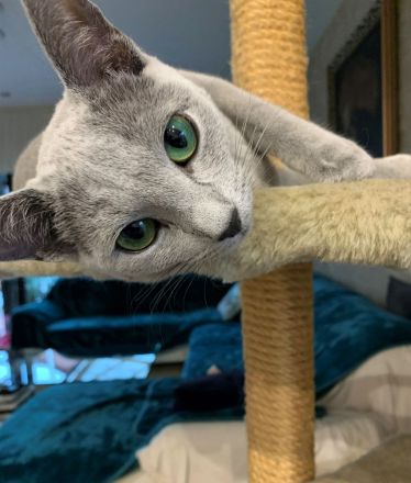 Exzellente reinrassige Russisch Blau Kitten mit Stammbaum