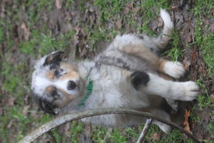 Australian Shepherd Welpen