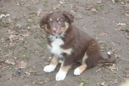 Australian Shepherd Welpen