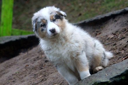 Australian Shepherd Welpen