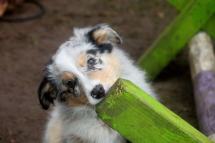 Australian Shepherd Welpen