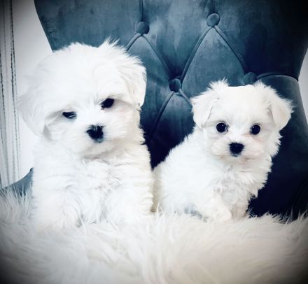 Mini Malteser Welpen dürfen ausziehen