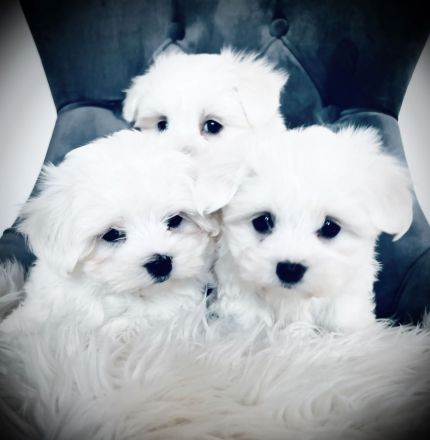 Mini Malteser Welpen dürfen ausziehen