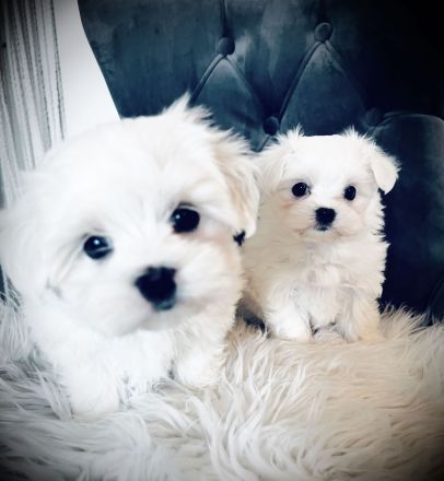 Mini Malteser Welpen dürfen ausziehen