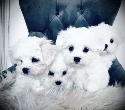 Mini Malteser Welpen dürfen ausziehen