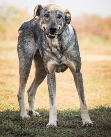lieber,kastrierter Samy, ca. 5 Jahre, lebt in Rumänien im Zwinger ohne Hundehütte; wir suchen ein He