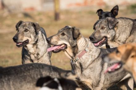 lieber,kastrierter Samy, ca. 5 Jahre, lebt in Rumänien im Zwinger ohne Hundehütte; wir suchen ein He