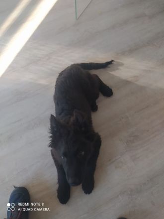 Schäfer-Husky-Hüte-Mix