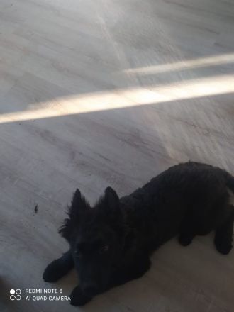 Schäfer-Husky-Hüte-Mix