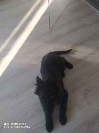 Schäfer-Husky-Hüte-Mix