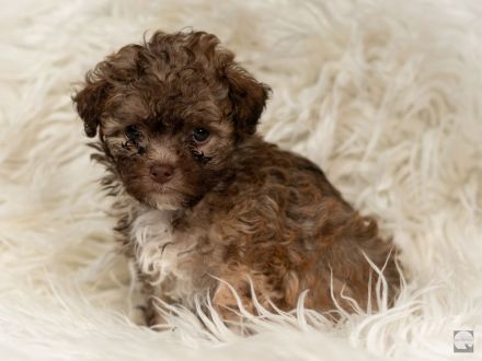 Bolonka Zwetna mit Ahnentafel