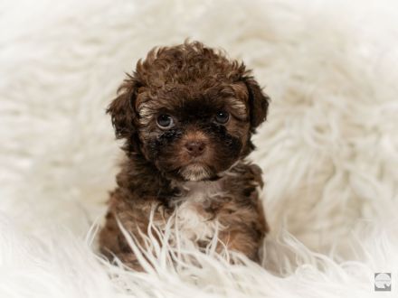 Bolonka Zwetna mit Ahnentafel