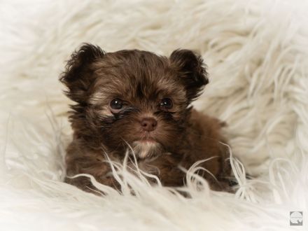 Bolonka Zwetna mit Ahnentafel