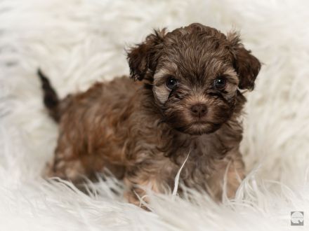 Bolonka Zwetna mit Ahnentafel