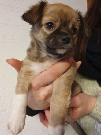 Wunderschöne Chihuahua Welpen