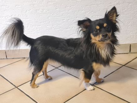 Wunderschöne Chihuahua Welpen