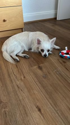 Pomeranian- Chihuahua Mix