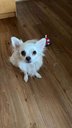 Pomeranian- Chihuahua Mix