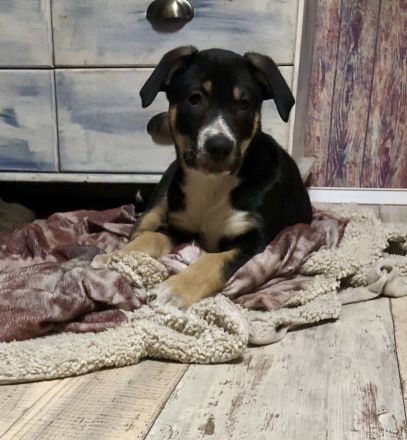 Malinois xLabrador Welpen Mix Joker