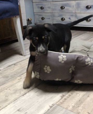 Malinois xLabrador Welpen Mix Joker