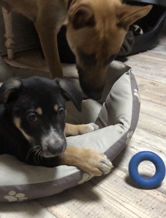 Malinois xLabrador Welpen Mix Joker