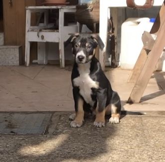 Malinois xLabrador Welpen Mix Joker